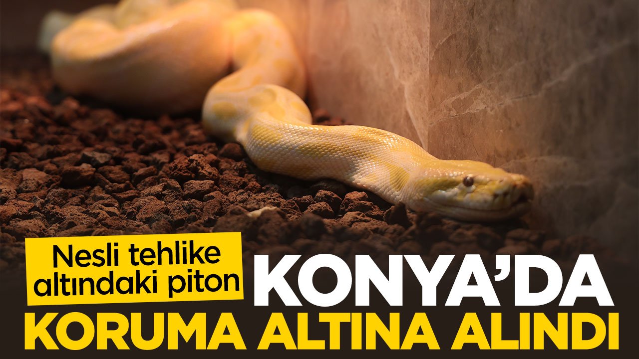 Nesli tehlike altındaki piton Konya'da koruma altına alındı