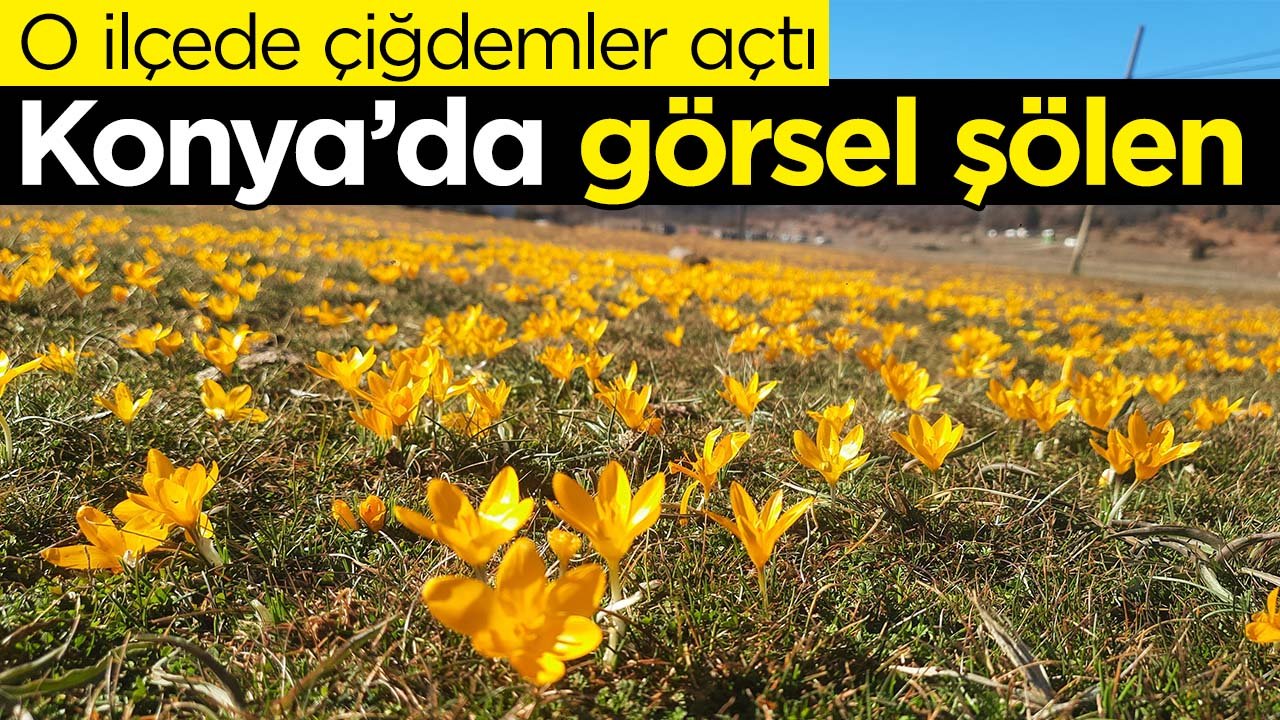 Konya'daki ilçede çiğdemler açtı görsel şölen oluştu: Turistlerin uğrak noktası oldu