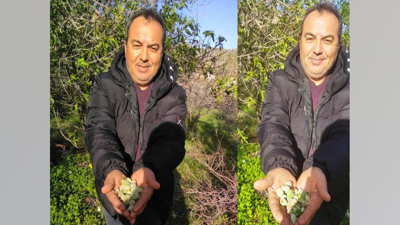 Kara kış ortasında bahar sürprizi! Mersin’de badem ağacı meyve verdi!