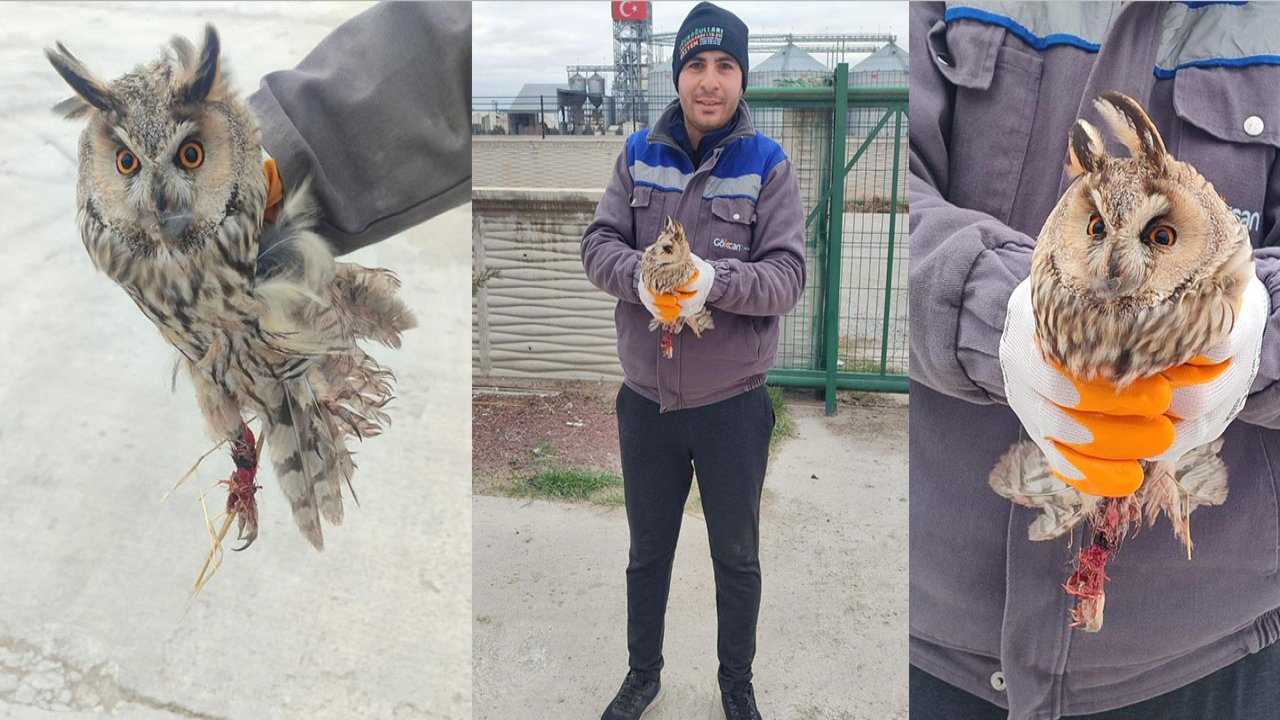 Karapınar’da ayakları kırık halde bulundu! Uzun kulaklı baykuş için seferberlik!