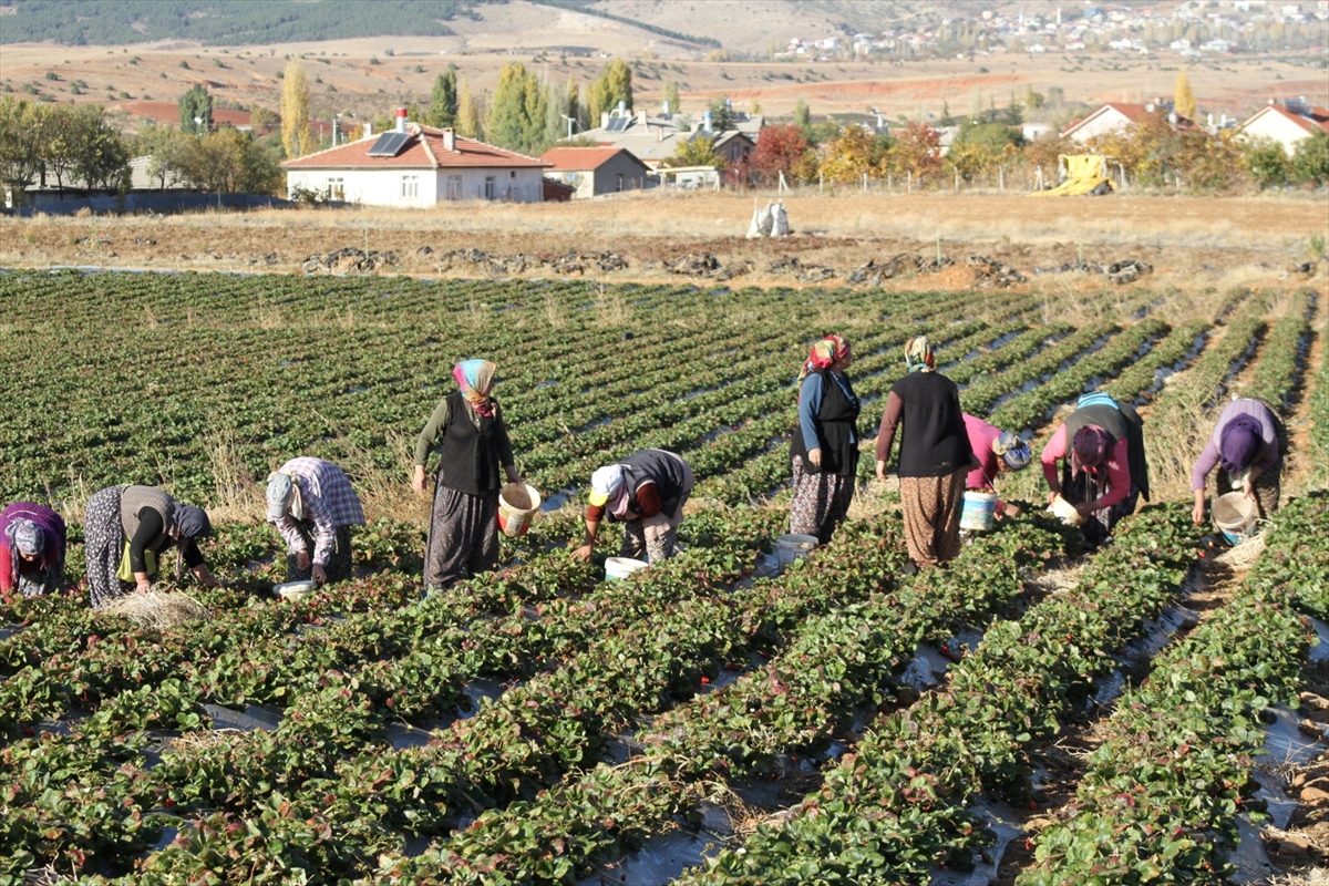 Hüyük ilçesinin Türkiye'de çilek üretimindeki pazar payı yüzde 20