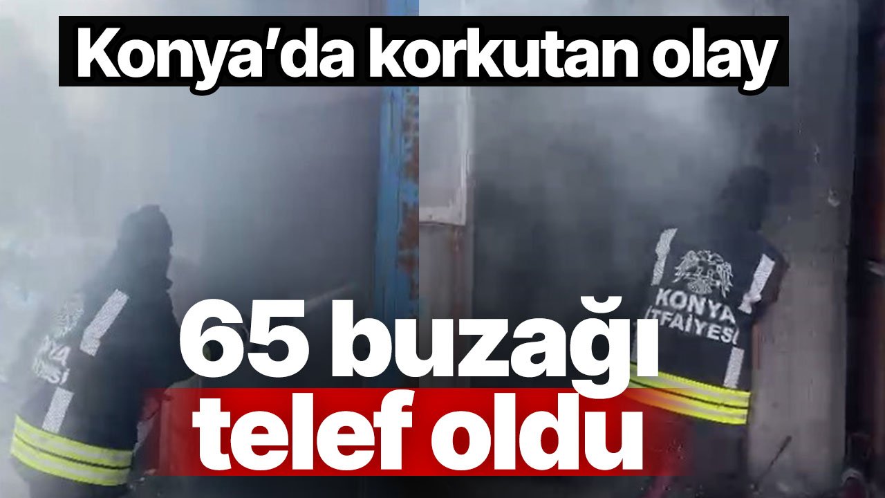 Konya'da acı olay: 65 buzağı telef oldu