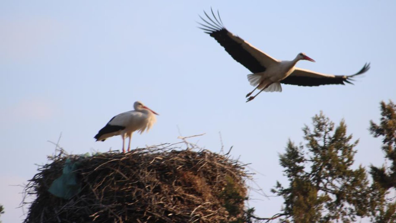 Konya’da baharın en güzel haberi: Beyşehir’de leylekler görüldü, yuvalarına dönüyorlar