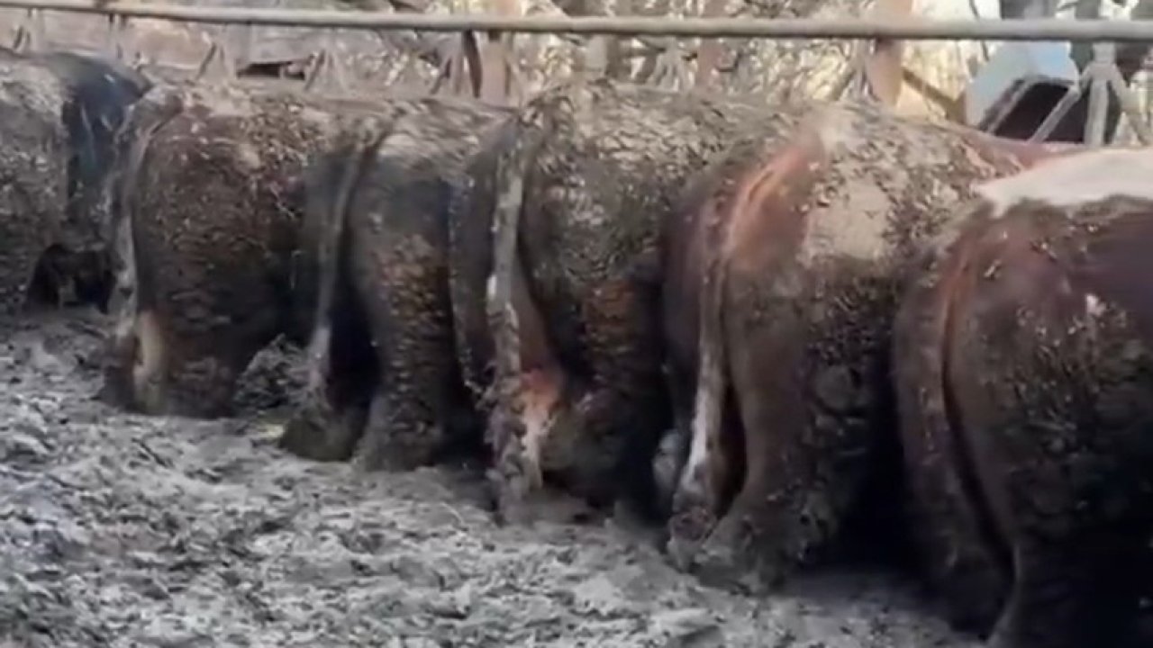 Konya’da sosyal medyayı karıştıran görüntüler: Hayvancılık işletmesi hakkında inceleme başlatıldı