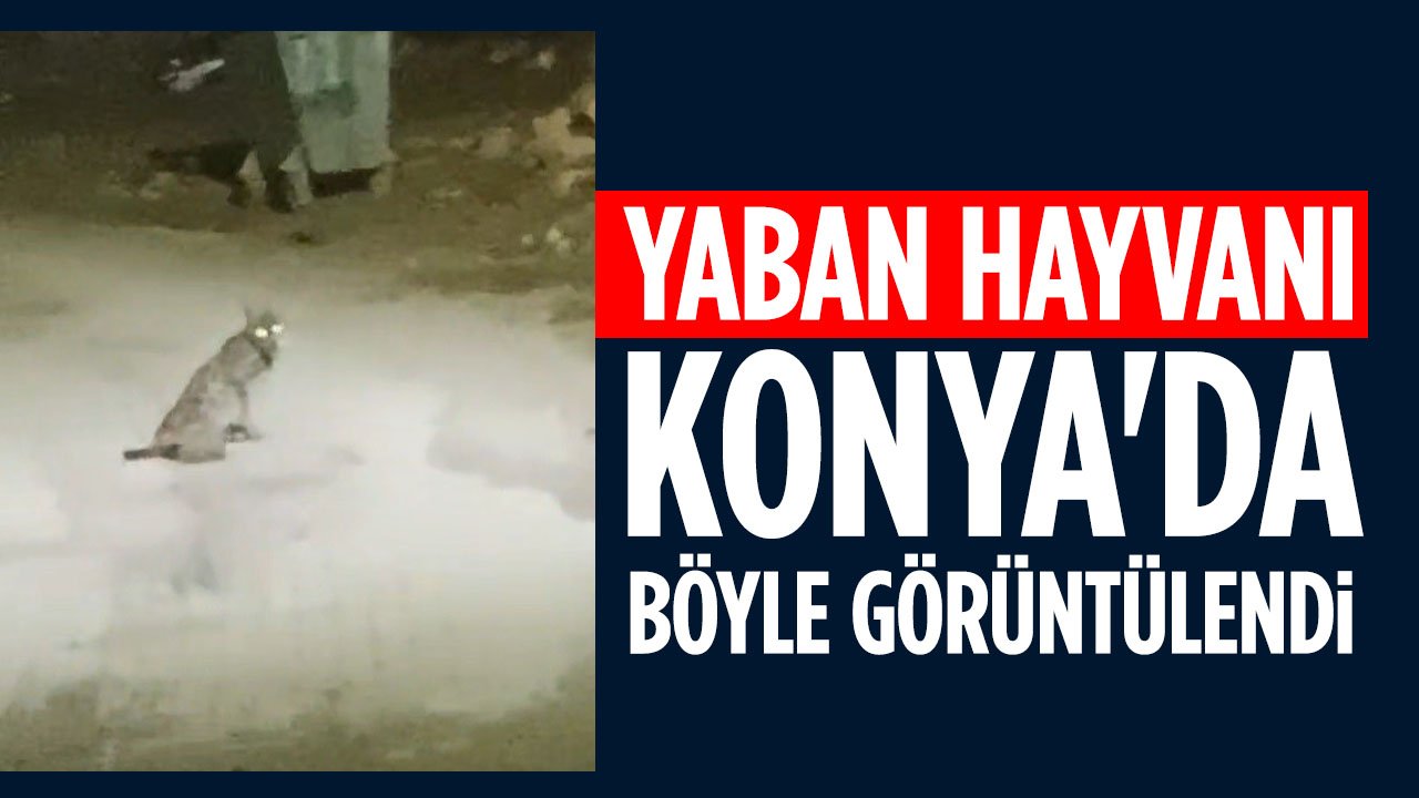 Konya’da yaban hayvanı görüntülendi