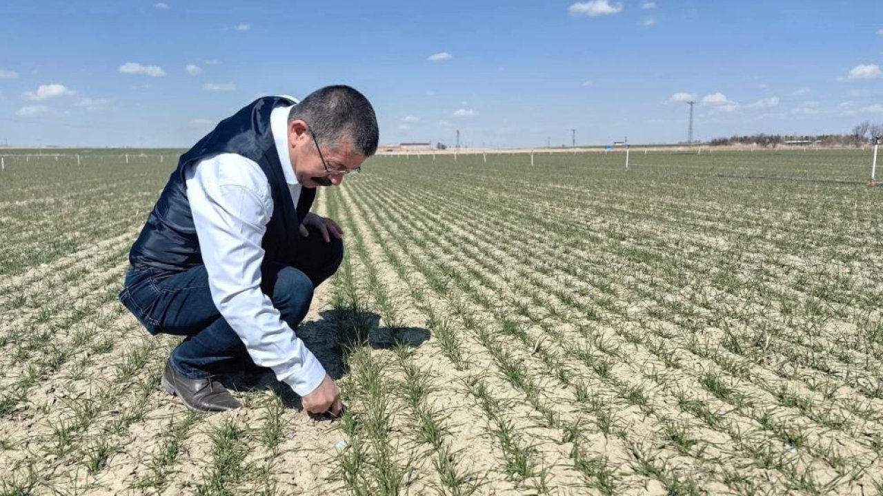 Konya Karapınar’da hububat ekili alanlarda gelişim iyi!