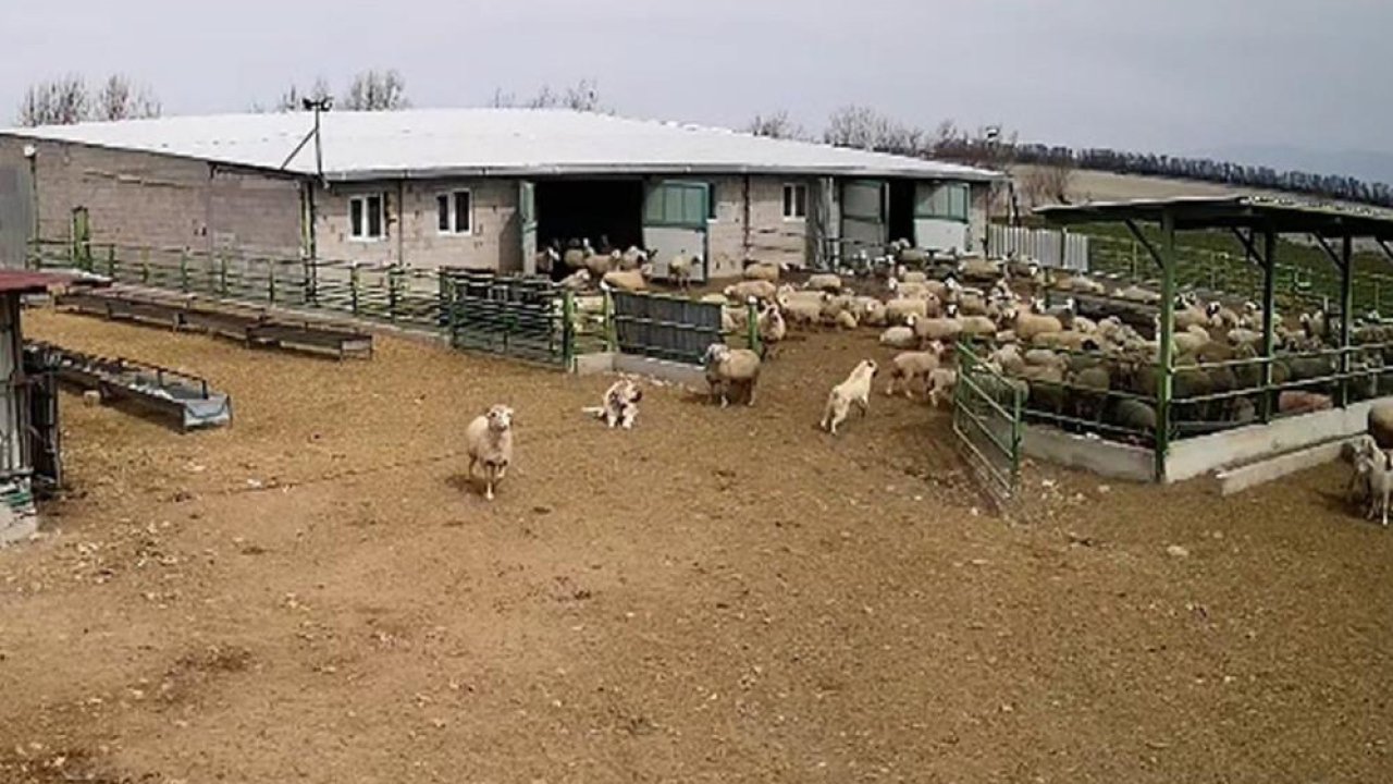 Konya’da şaşırtan görüntü! Saldırı var, çoban köpeği sadece izledi