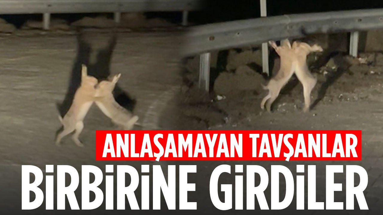 İlginç görüntü: Anlaşamayan tavşanlar birbirine girdi