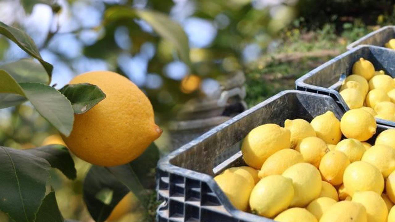 Limon fiyatında yıllık yüzde 410'luk artış