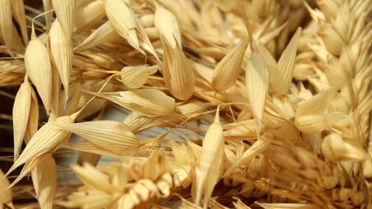 Hüyük'te yulafta yenilik! 10 dekarlık deneme tarla merak uyandırıyor