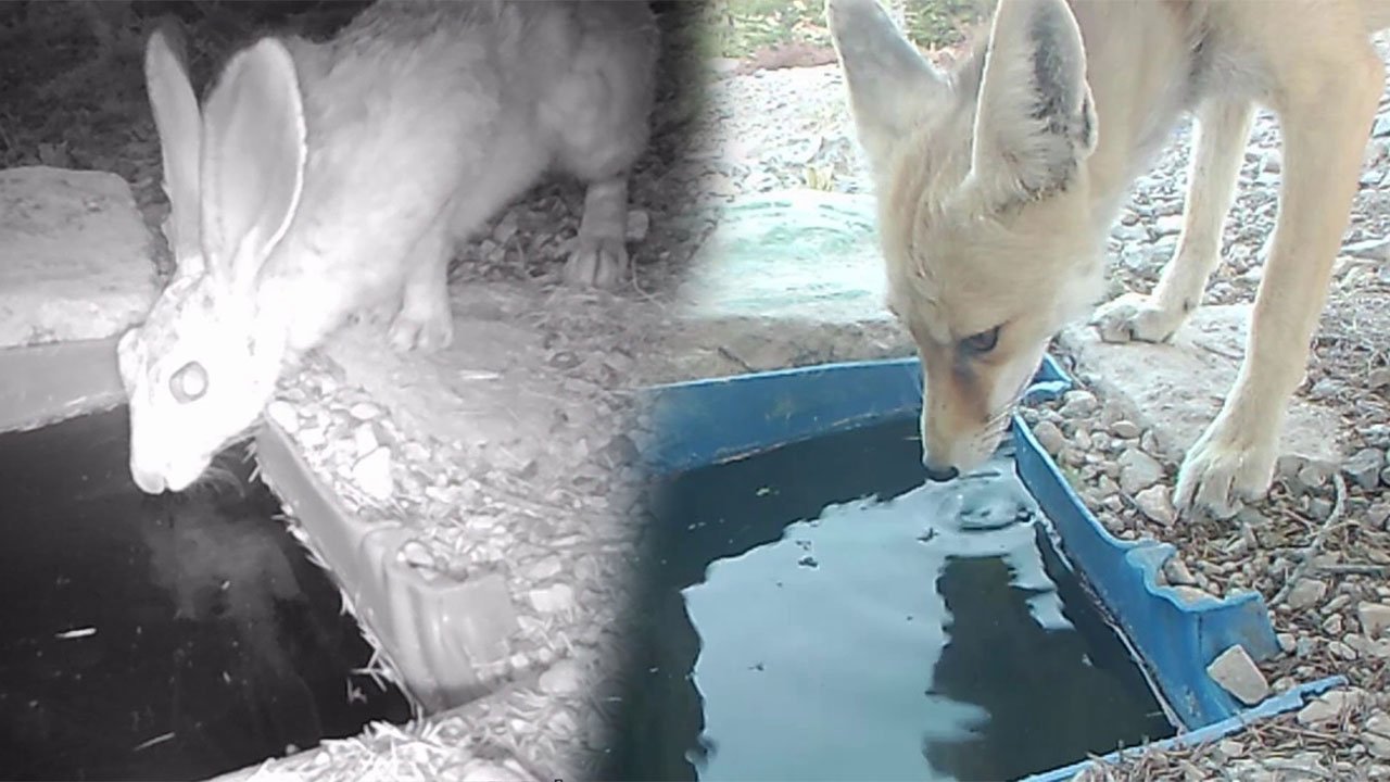 Karaman'da su içen yaban hayvanları görüntülendi