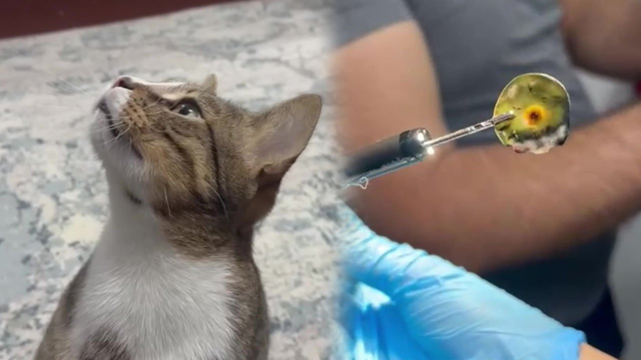 Dört yıldır kusan kedinin midesinden buzdolabı vakumu çıktı