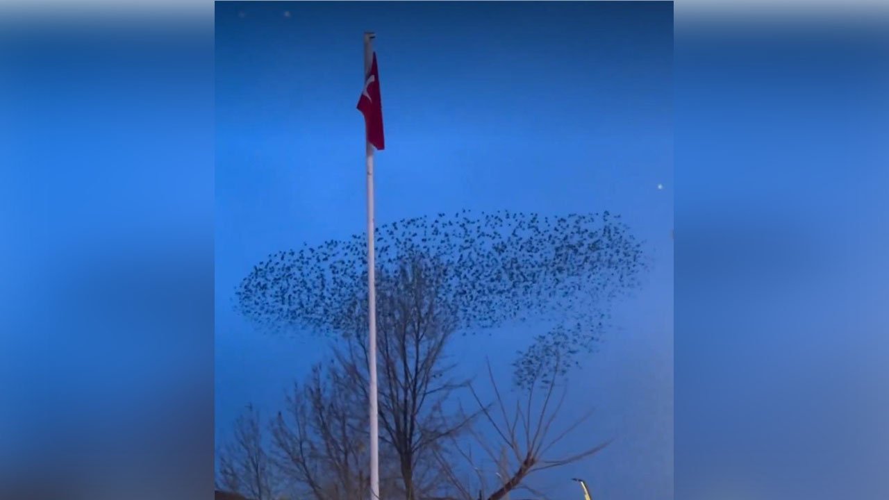 Gökyüzünde büyüleyen anlar! Kuşlar Türk Bayrağı etrafında dans etti!