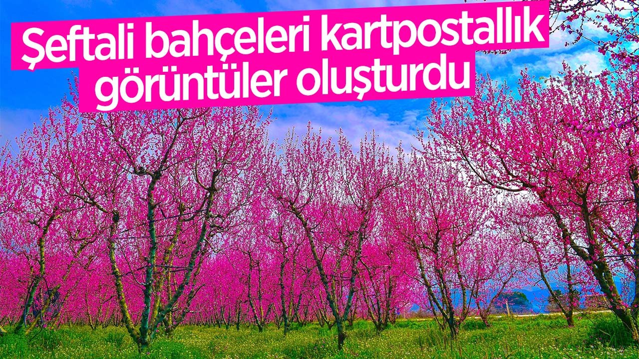Gören bir daha bakıyor: İşte çiçek açan şeftali ağaçlarının benzersiz görüntüleri