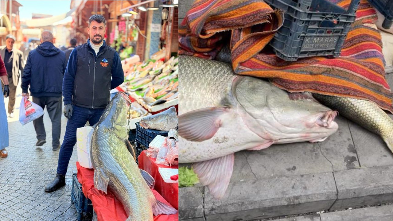Elazığ’da 82 kiloluk dev balık olay oldu! Pazarlık Kurban Bayramını aratmadı!