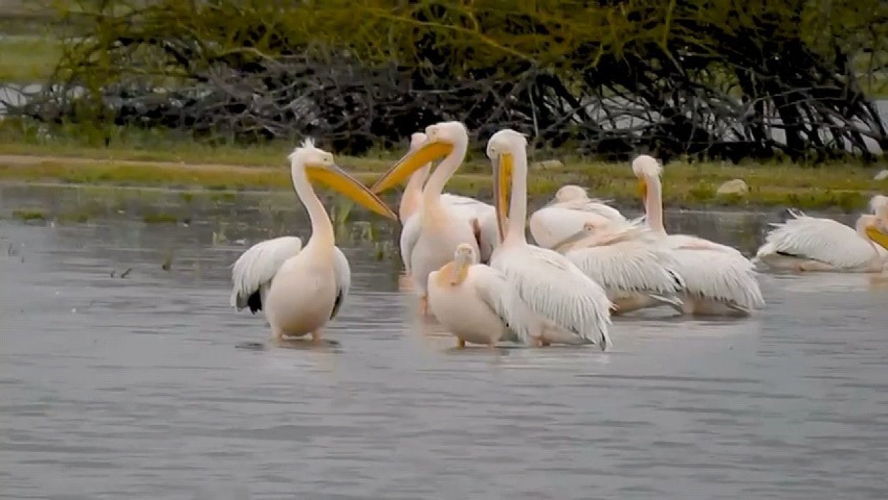 Göç eden pelikanlar barajda mola verdi
