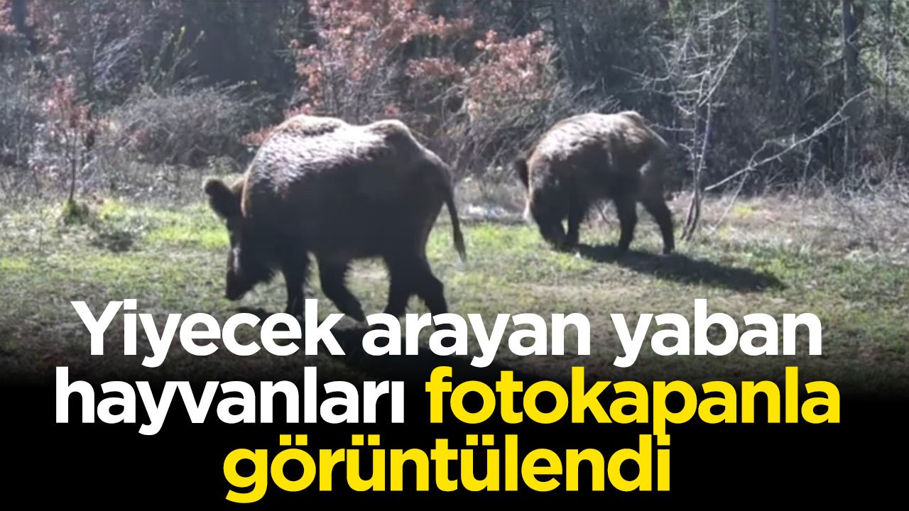 Yiyecek arayan yaban hayvanları görüntülendi
