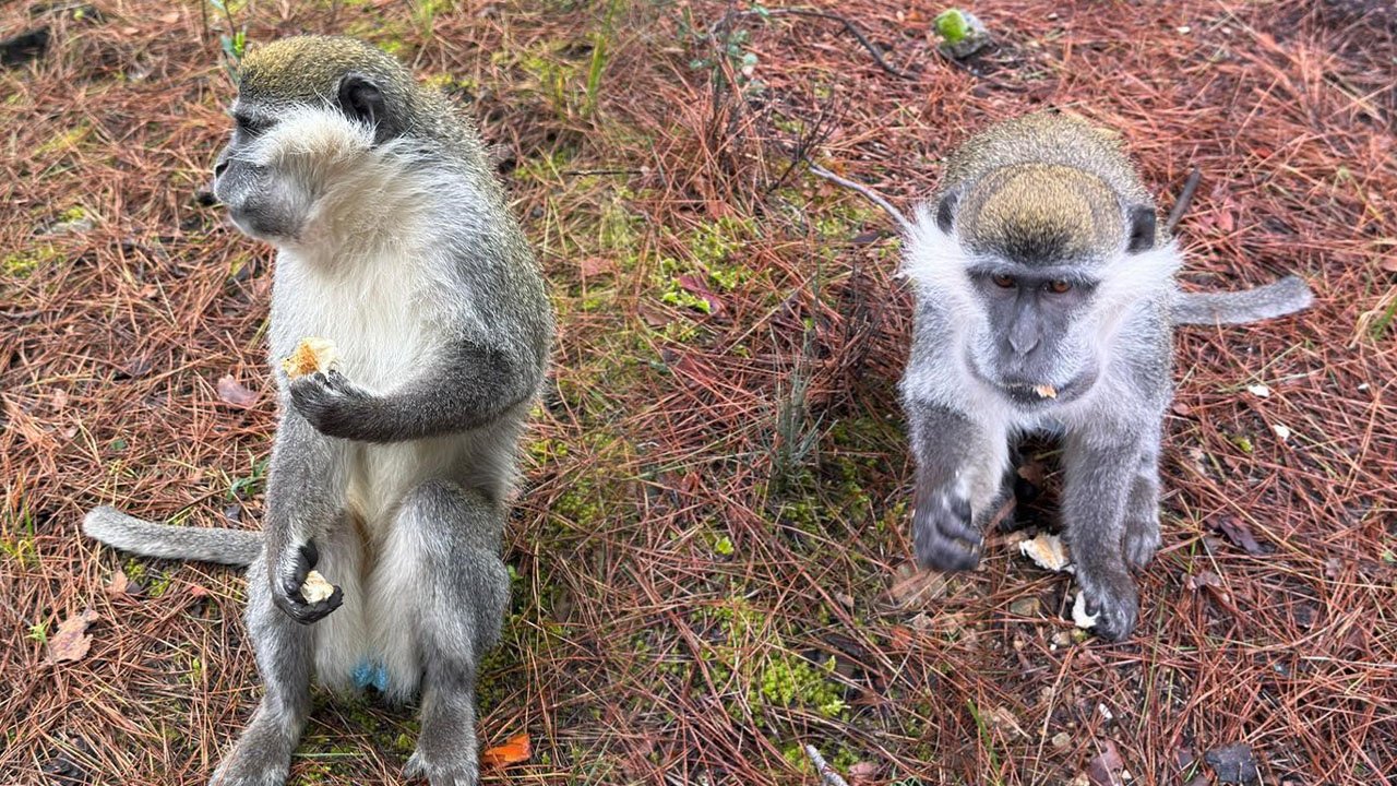 Mantar aramak için çıktı, maymun buldu