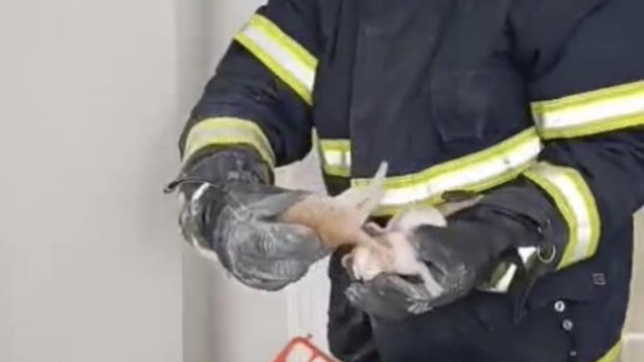 Tavandan gelen miyavlar alarm verdi! 4 minik can son anda kurtarıldı