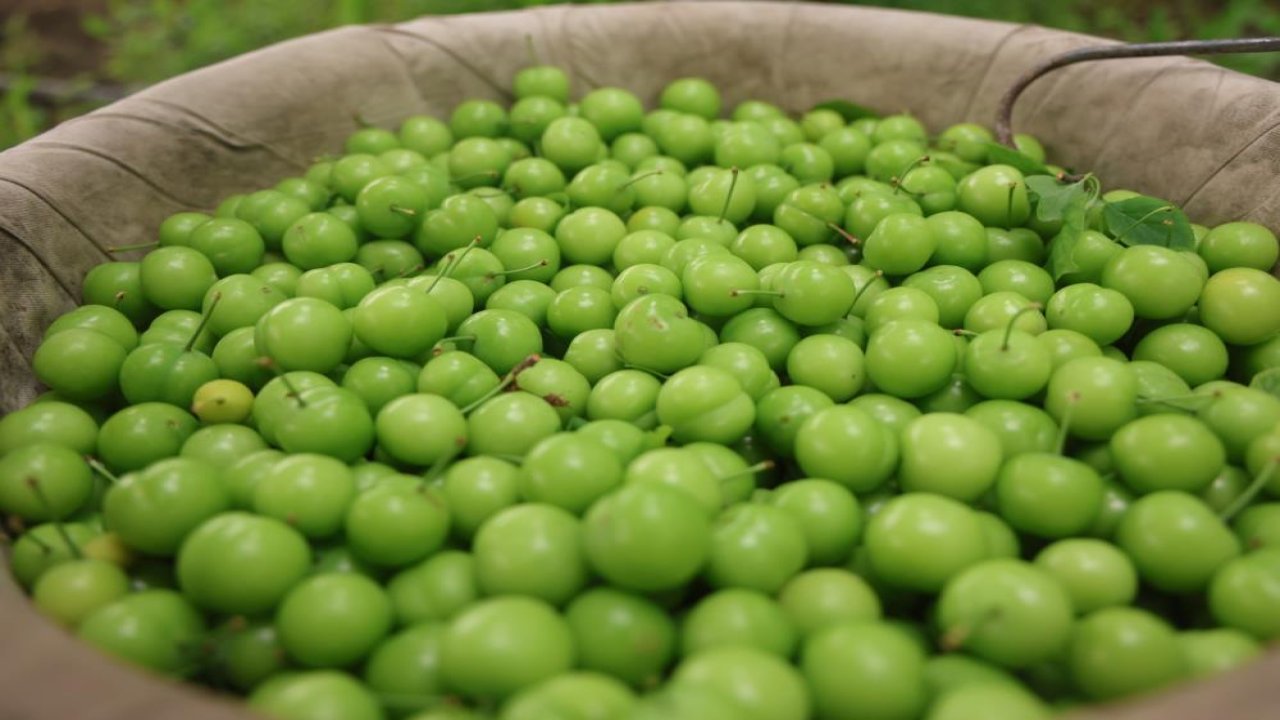 Hatay'da üretiliyor Avrupa'ya ihraç ediliyor
