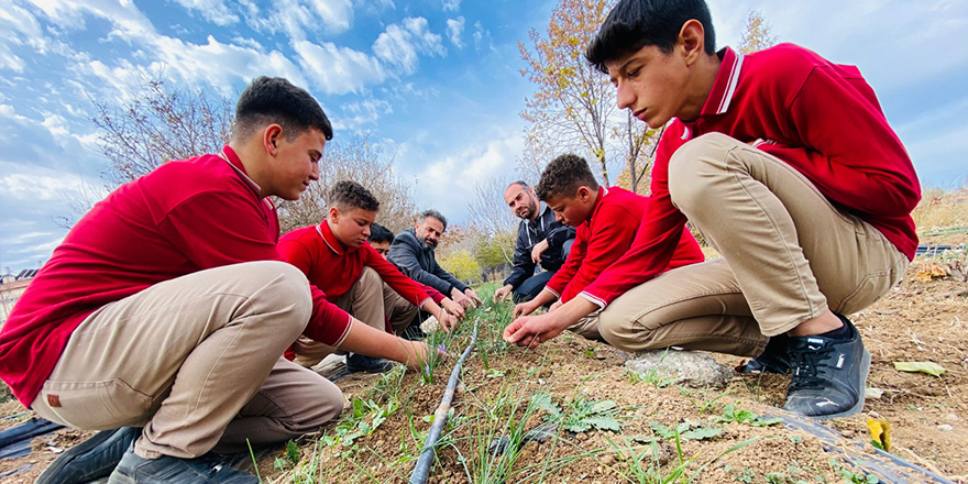 Çumralı öğrenciler okulda safran üretiyorlar
