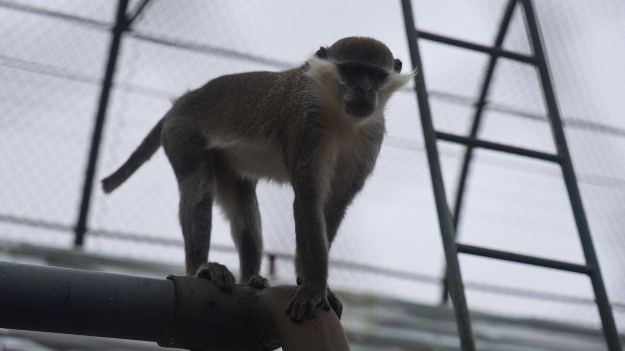 Denizli’de yakalandı, Konya’ya getirildi! Egzotik misafir hayvanat bahçesinde!
