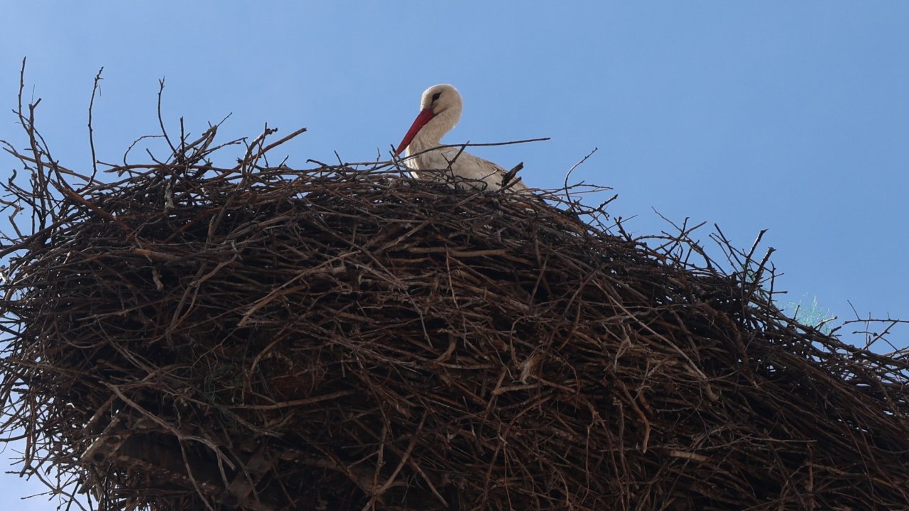 Konya’da bahar geldi! Leylekler yıllardır yuvalandıkları direklere döndü!