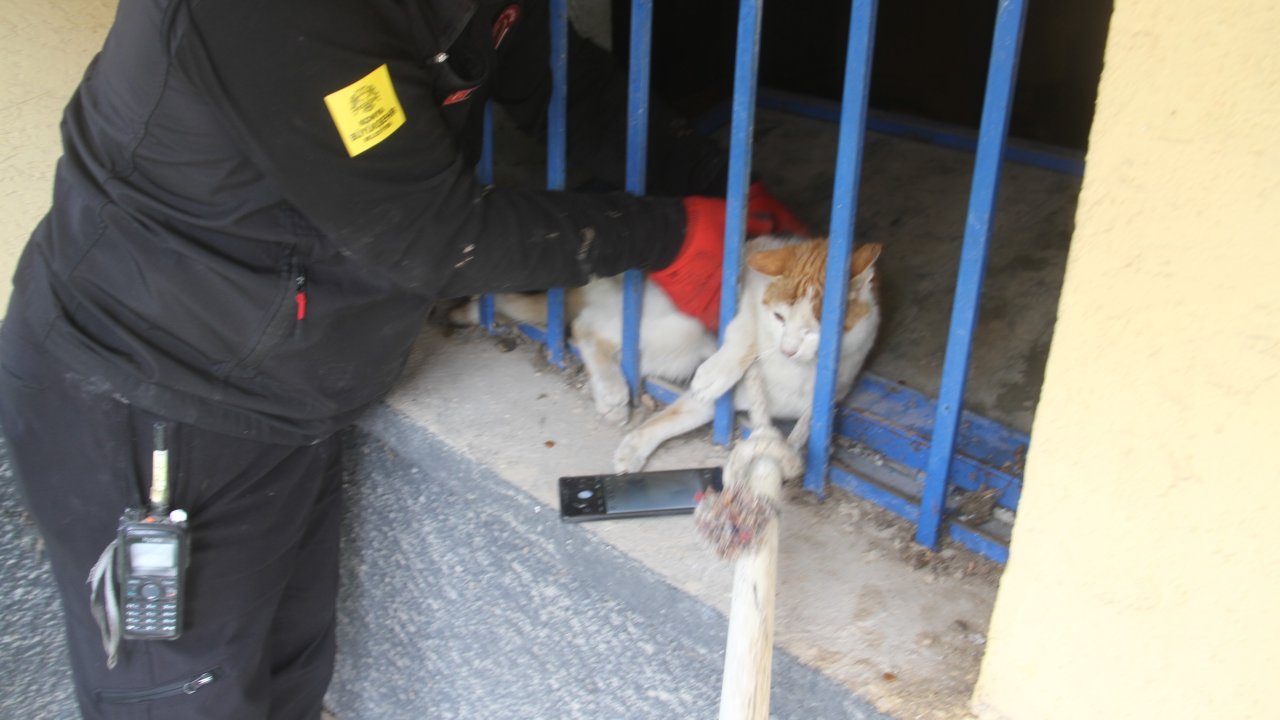 Konya’da yürek ısıtan kurtuluş: Açlıktan bitkin düşen kedi son anda kurtarıldı!