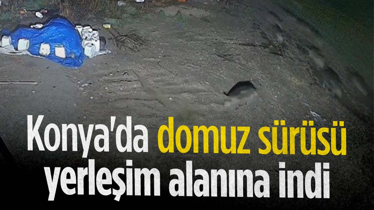 Domuz sürüsü Konya'da yerleşim yerine girdi