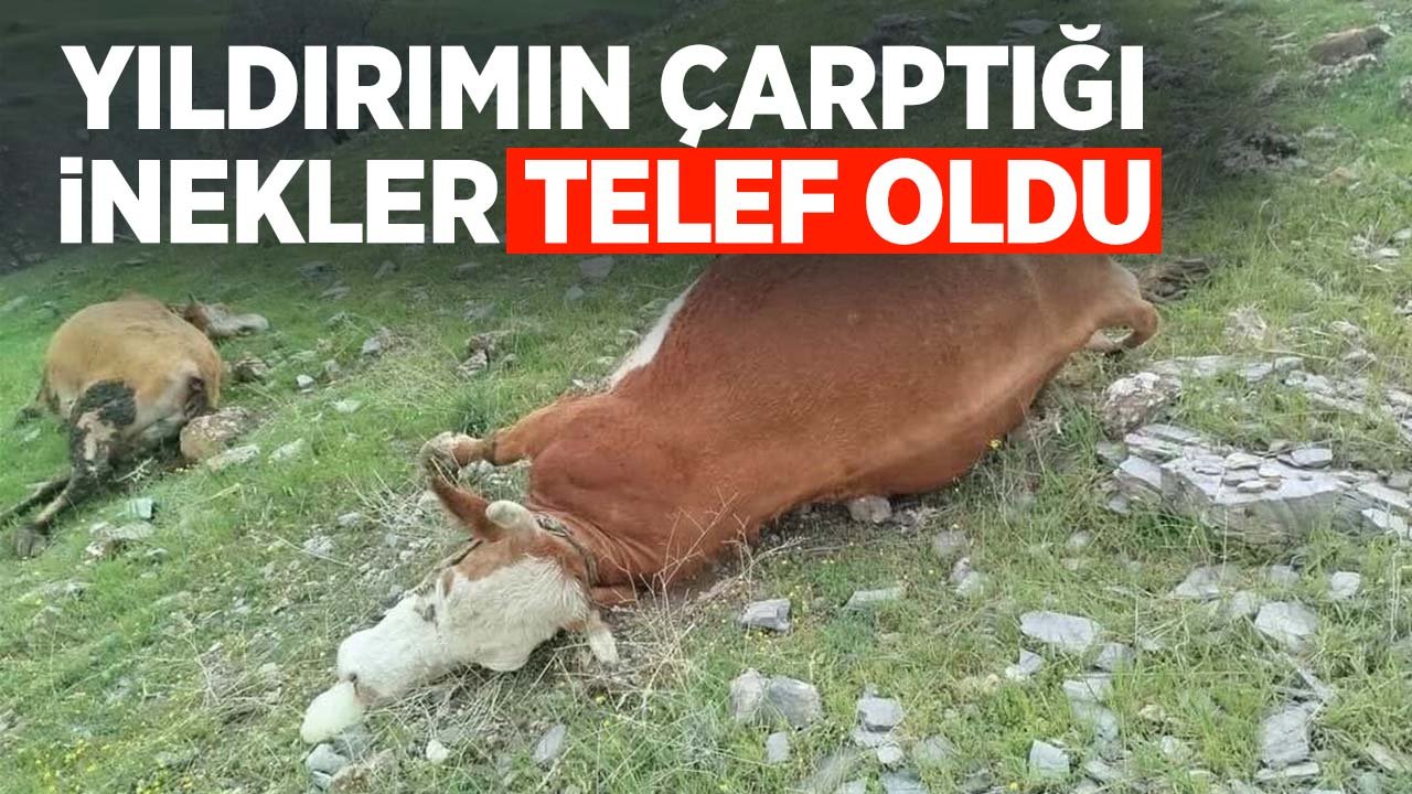 Yıldırım çarpan inekler telef oldu