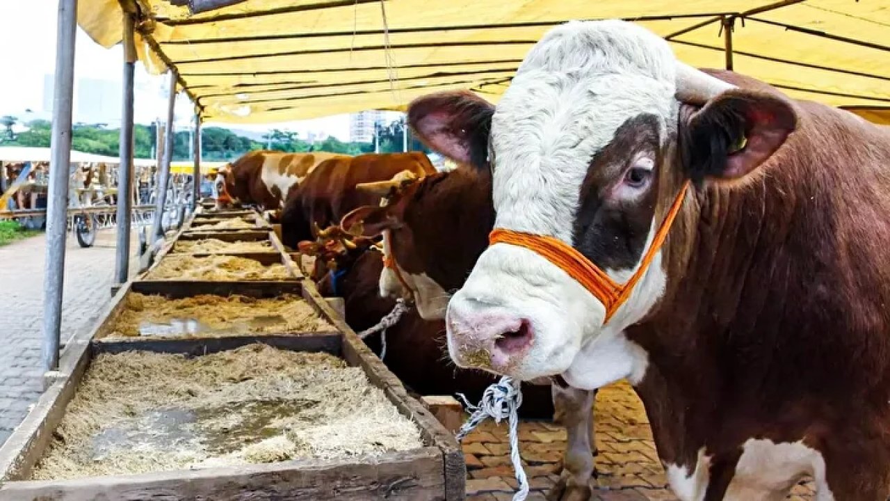 Konya’da 2026 kurban kesim ücretleri açıklandı: Fiyatlar yüzde 30’a varan artış gösterdi