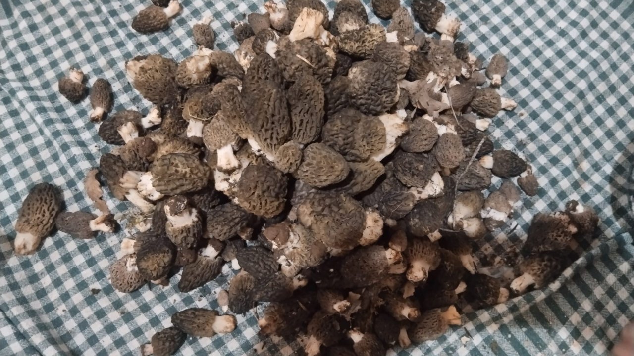 Konya Beyşehir’de Kuzugöbeği mesaisi başladı! Doğada altın değerinde hasat!