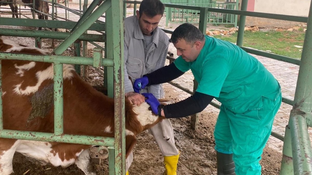 Konya'da hayvan sağlığını koruma çalışmaları!