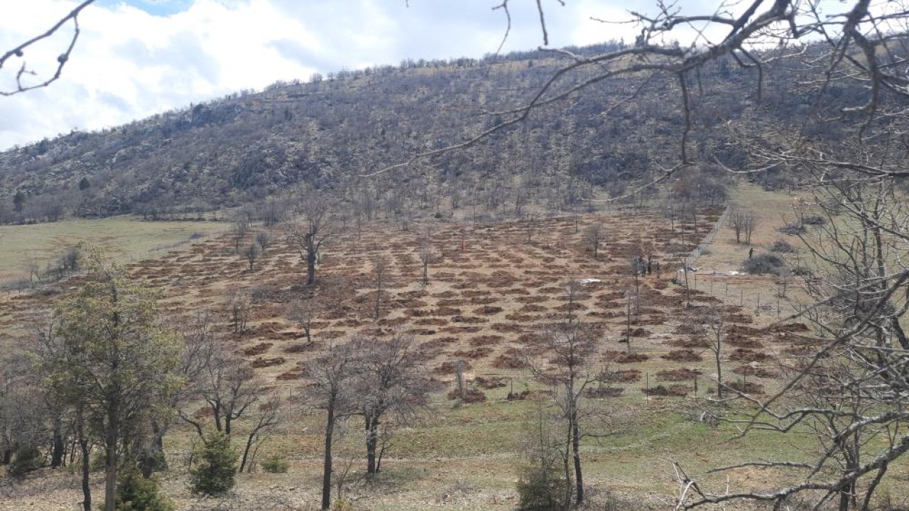 Bozkır’da doğa seferberliği: 13 dönümlük alan fidanlarla buluşuyor