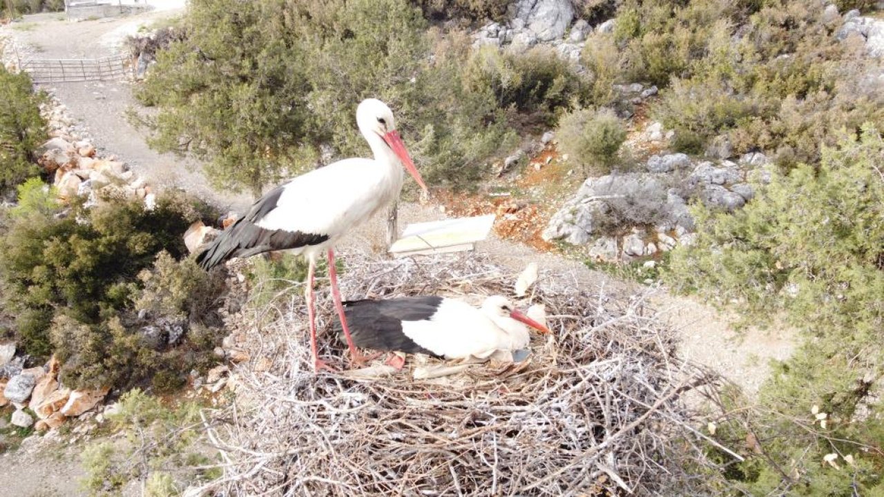 Gökyüzünden Beyşehir’e akın! Leylekler vadisi şenlendi