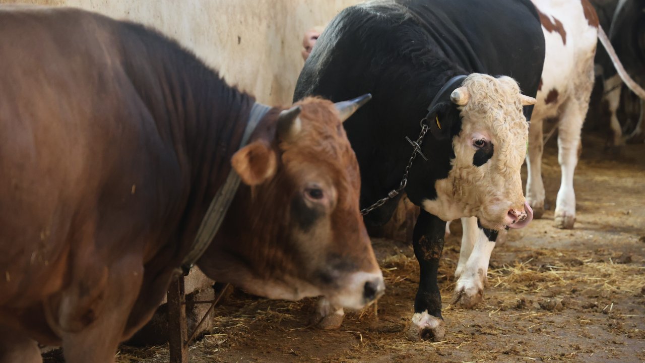 Konya'da kurbanlık alacaklar dikkat! Yaş detayı gözden kaçarsa mağdur olabilirsiniz!