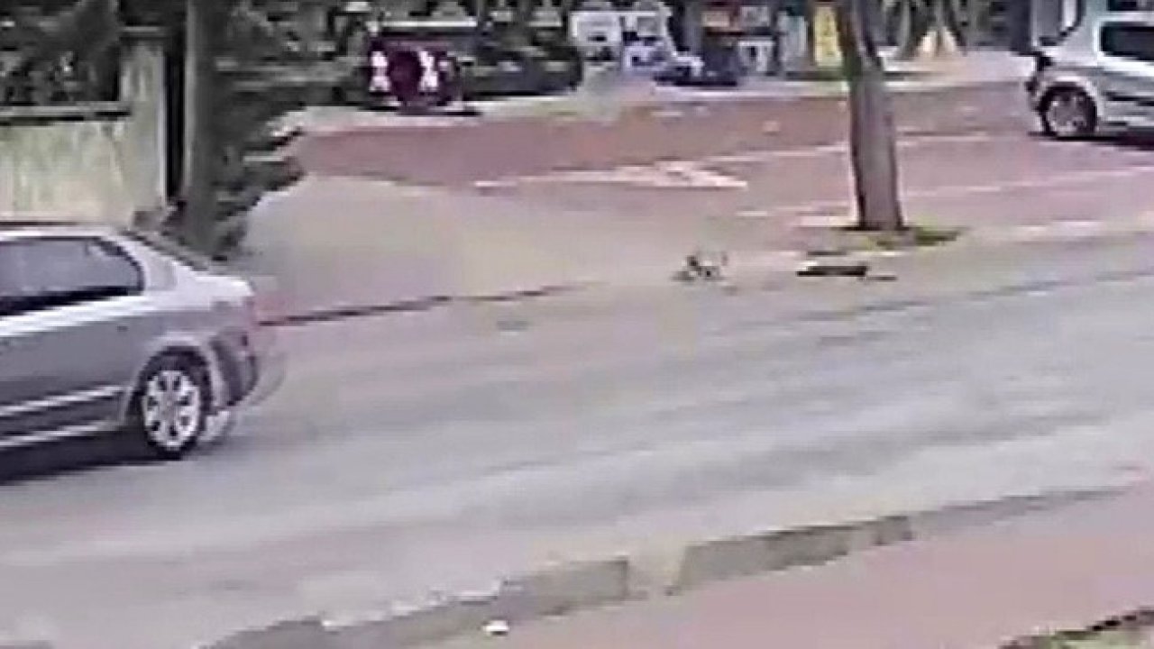 Konya’da yürek burkan anlar: Annesini kaybeden yavru kedi dakikalarca başından ayrılmadı!