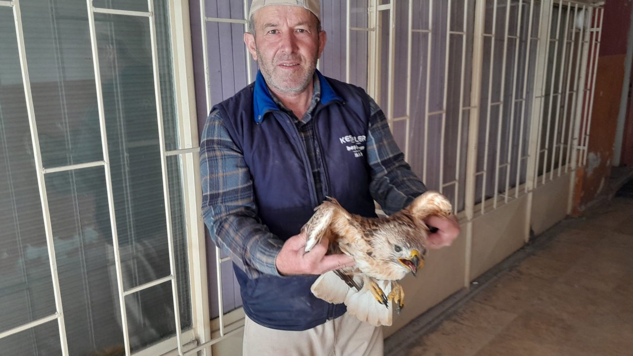 Konya'da yaralı kızıl şahin tedavi altına alındı!