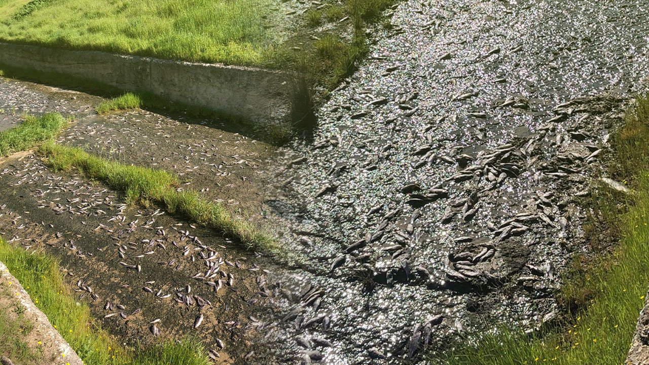Tekirdağ'da gölde toplu balık ölümleri meydana geldi