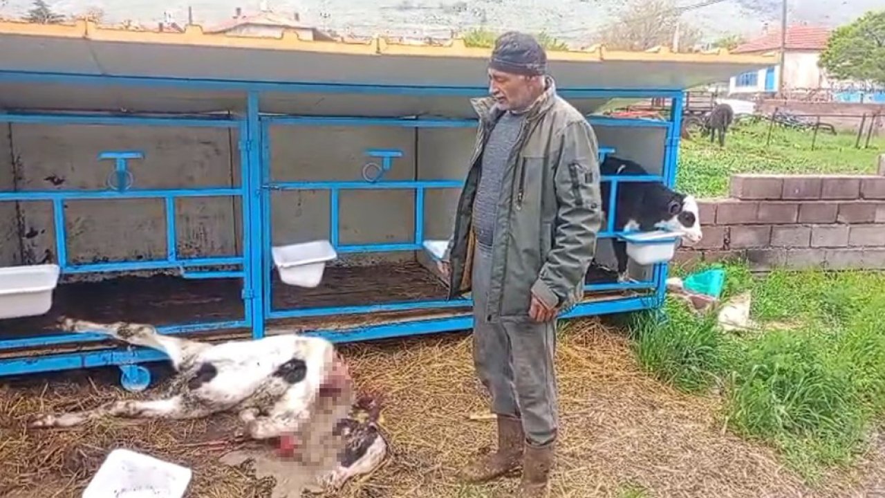 Ahıra giren sürü dehşet saçtı: Konya’da buzağı parçalandı!