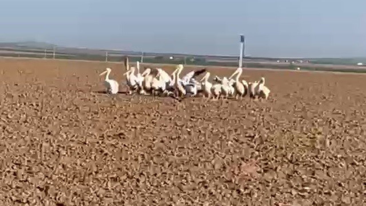 Konya Ovasında şaşırtan manzara! Çiftçiler gözlerine inanamadı