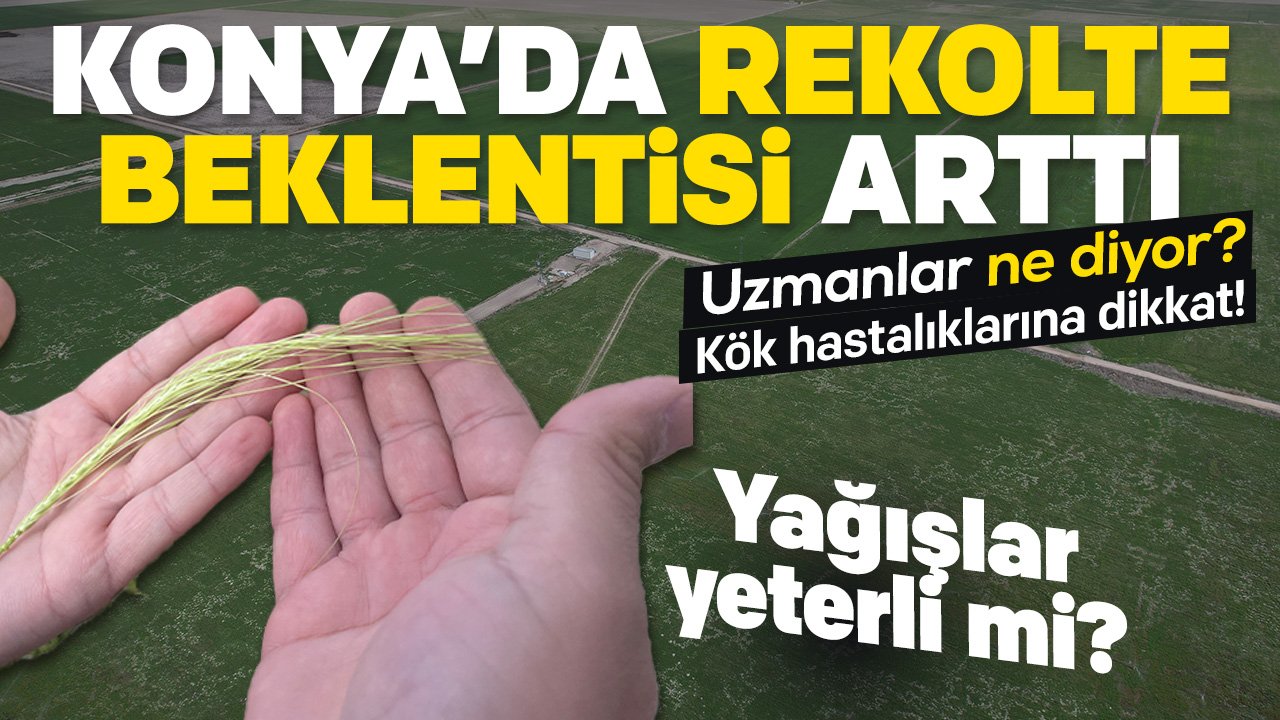 Konya Ovası’nda Yağış Bereketi: Rekolte Beklentisi Arttı