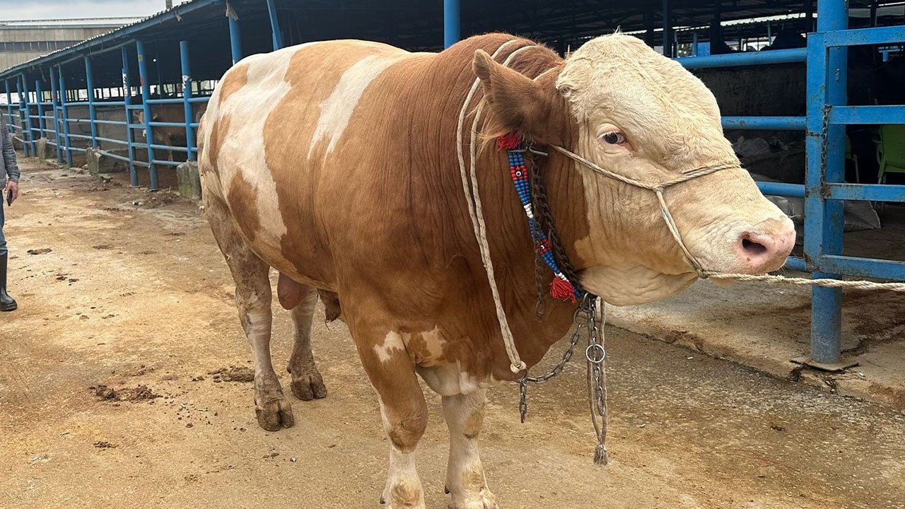 Bursa'da kurbanlık şampiyonu belli oldu: Tam 1,2 ton