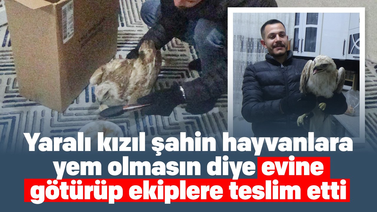 Konya'da yaralı kızıl şahini hayvanlara yem olmasın diye evine götürüp besledi