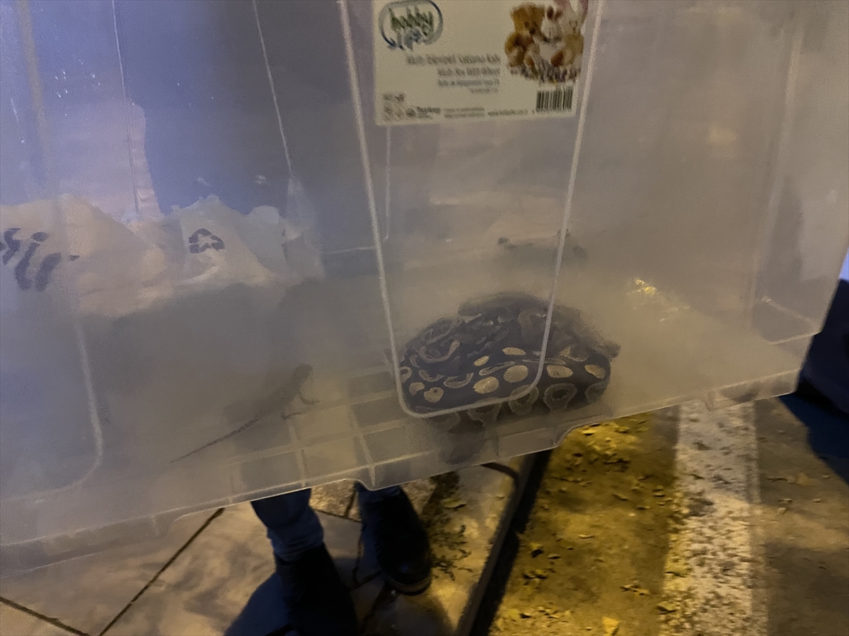 Evinde Kraliyet Piton Yılanı, Kaplumbağa ve Sakallı Ejderler Bulundu