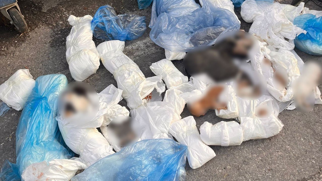 Şoke eden görüntü: Çöpten çıkan poşetlerin içinde 33 ölü kedi bulundu