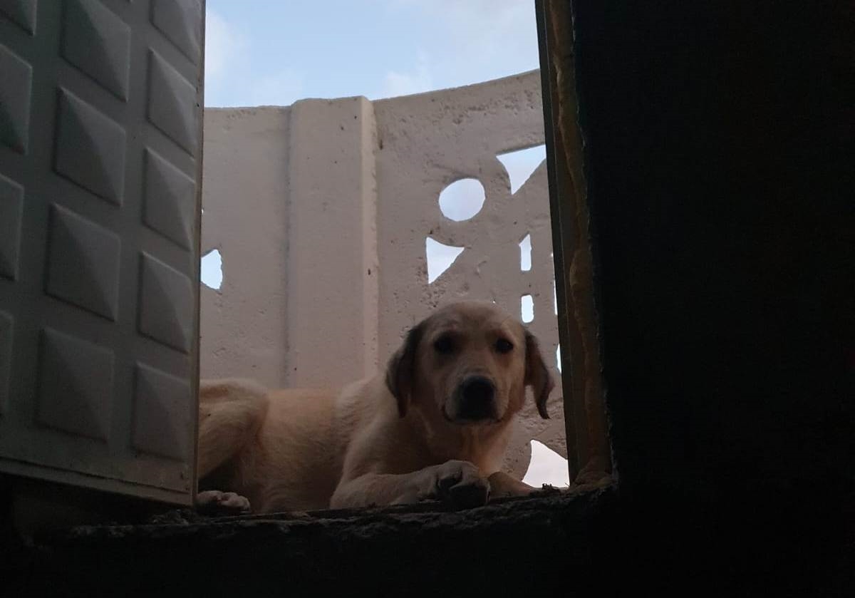 Seydişehir'de minarede mahsur kalan köpek kurtarıldı