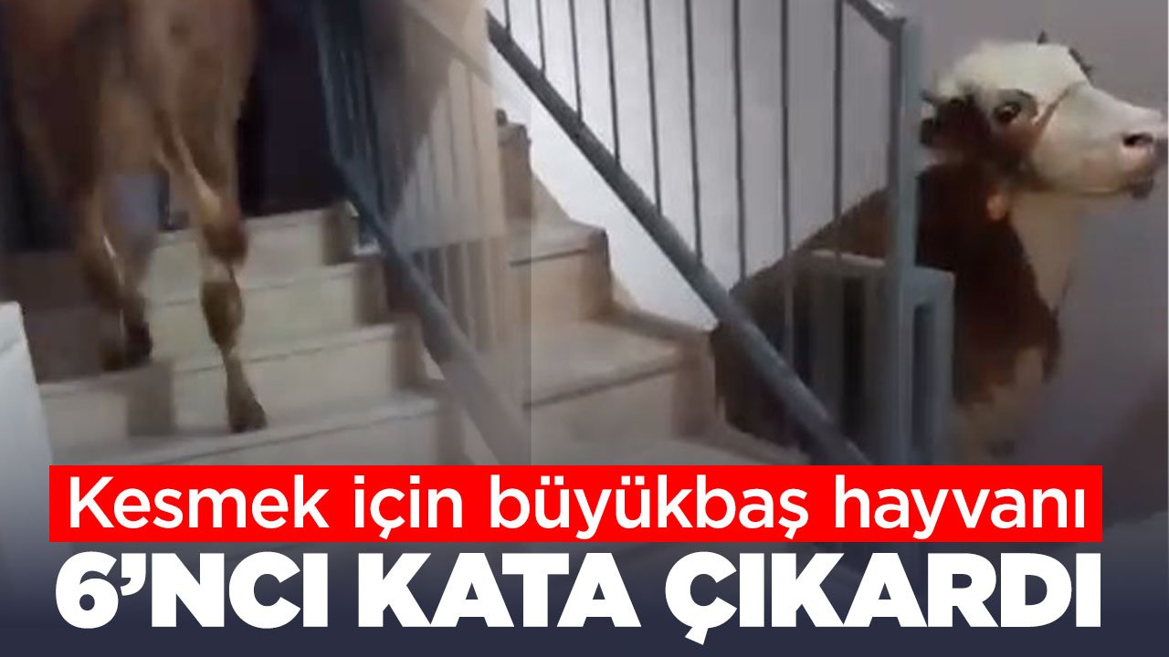 6. katta kurban kesimi: Büyükbaş hayvanı 6'ıncı kata çıkardı