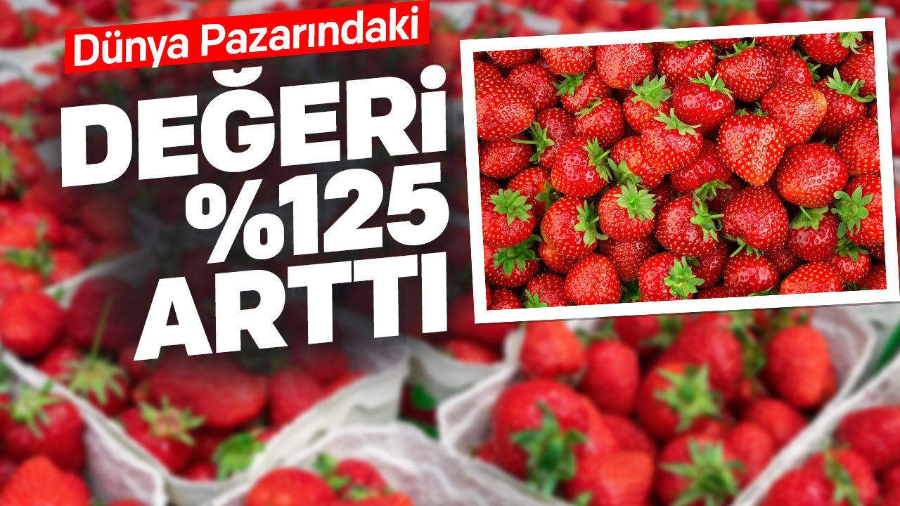 Türk Çileğinin değerinde yüzde 125'lik artış