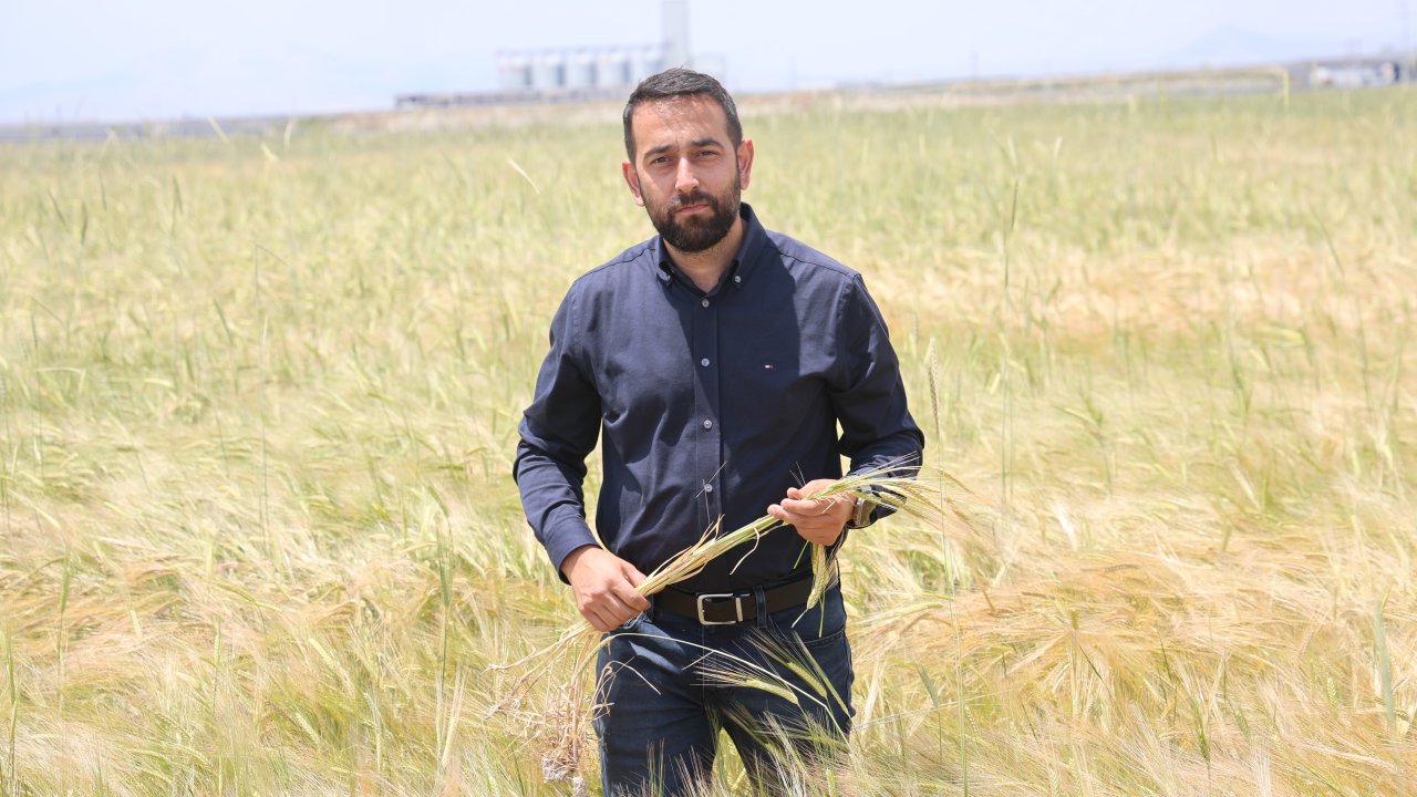 Konya Ovası’nda bereketli yıl! Buğday rekoltesi 2 Milyon 200 bin tonu bulabilir!